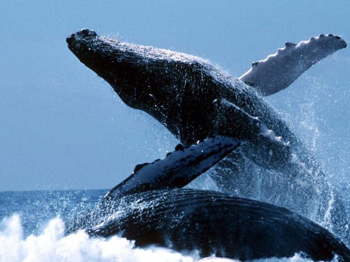 a man riding a wave on a surfboard in the water