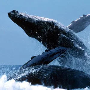 a man riding a wave on a surfboard in the water