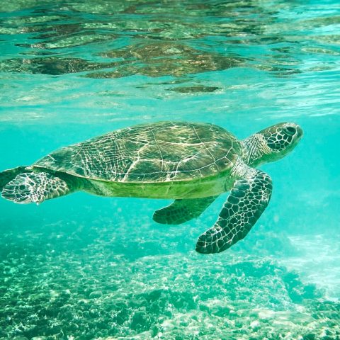 a turtle swimming under water