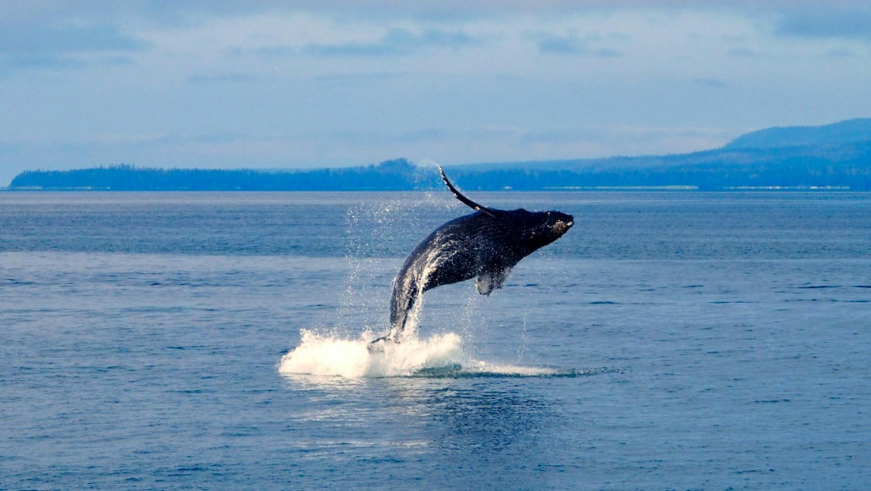 Whale breaching in the ocean with distant coastline in background.
